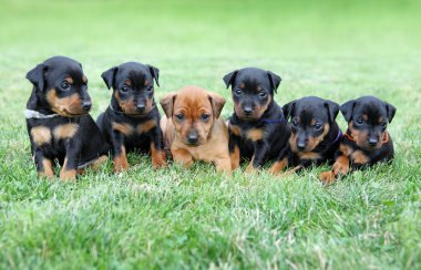 The Miniature Pinscher puppies clipart