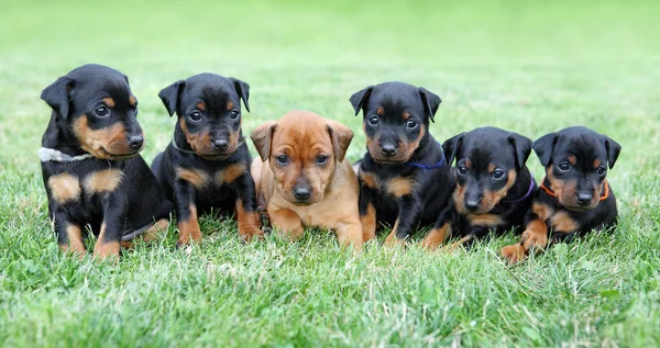 Los cachorros miniatura Pinscher — Foto de Stock