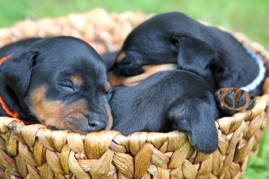 The Miniature Pinscher puppies, 1 months old clipart