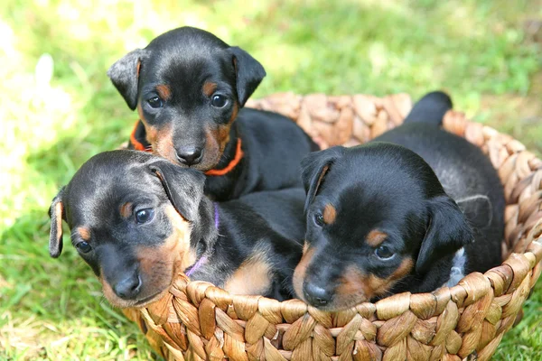Los cachorros miniatura Pinscher, 1 mes de edad —  Fotos de Stock