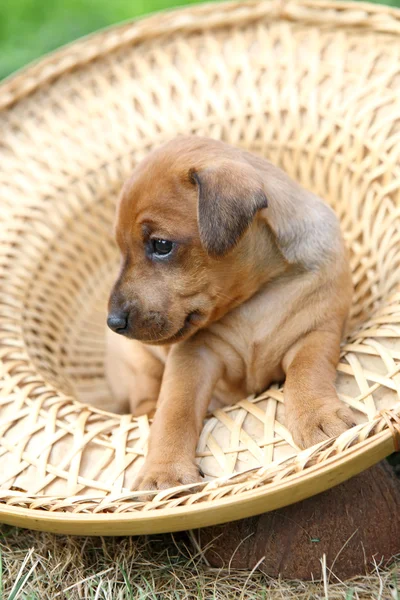 Миниатюрный щенок пинчер — стоковое фото
