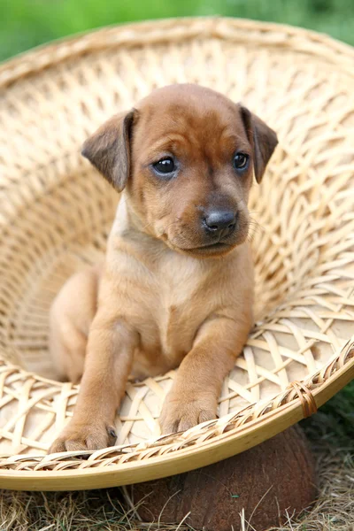 The Miniature Pinscher puppy, 1 months old — Stock Photo, Image