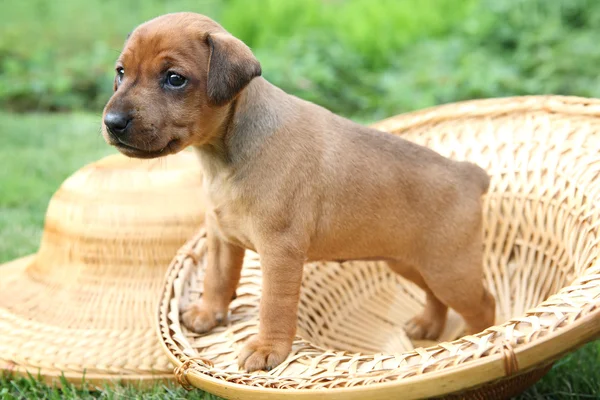 De dwergpinscher pup — Stockfoto