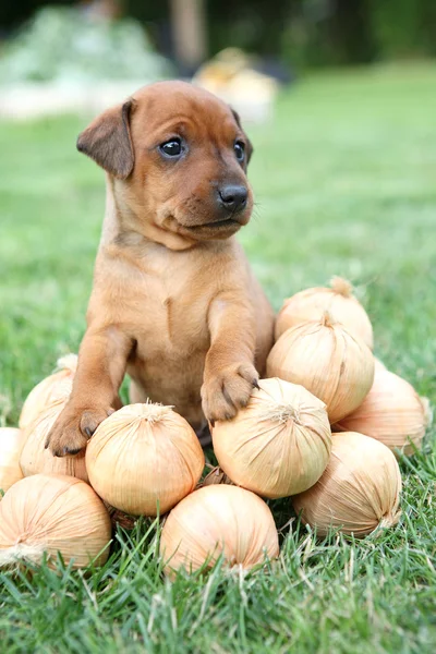 The Miniature Pinscher puppy, 1 months old — Stock Photo, Image