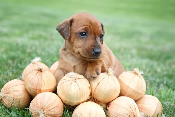 Minyatür pinscher köpek yavrusu, 1 aylık — Stok fotoğraf