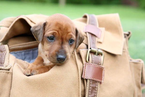 O cachorrinho Pinscher em miniatura, 1 mês de idade — Fotografia de Stock