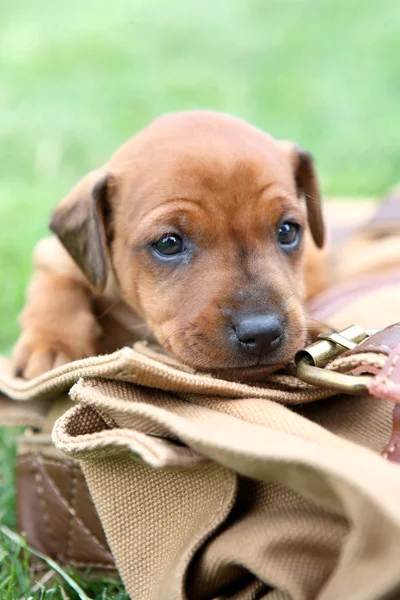 De dwergpinscher pup — Stockfoto