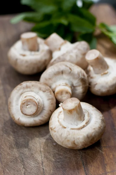 stock image Mushrooms