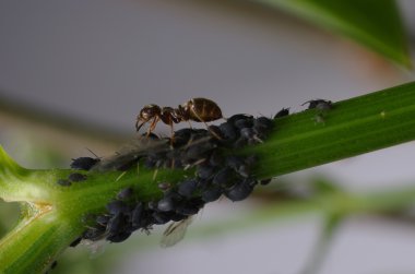 Ant and aphises clipart