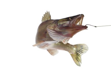 Long zander clipart