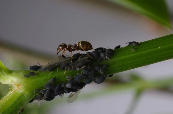 Μυρμήγκι και aphises — Φωτογραφία Αρχείου