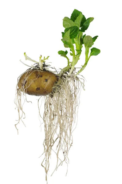Проростання картоплі — стокове фото
