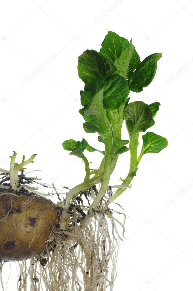Germinating potato