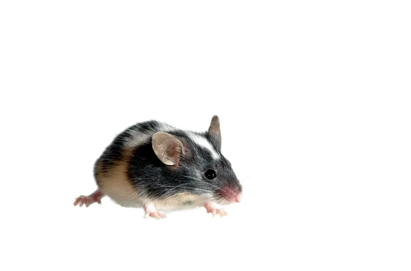 Bir fare — Stok fotoğraf