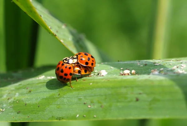 stock image Three ladybird