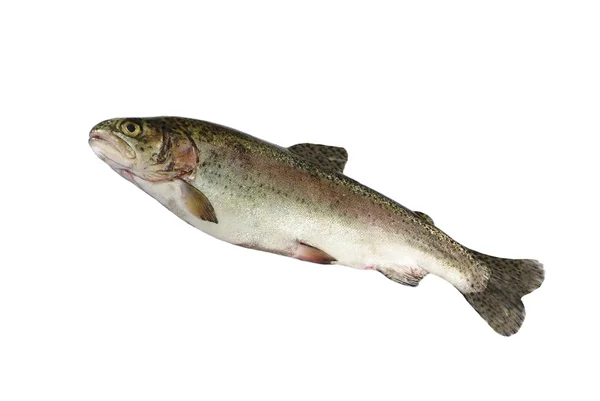 Alive trout — Stock Photo, Image