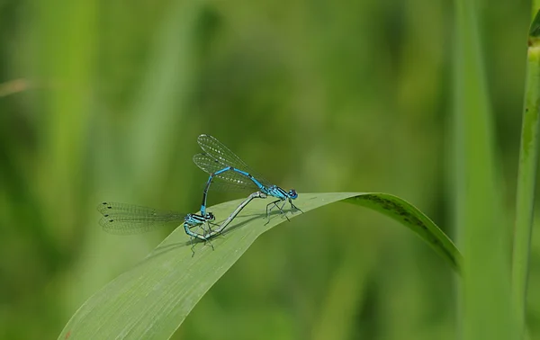 Două dragon-fly — Fotografie, imagine de stoc