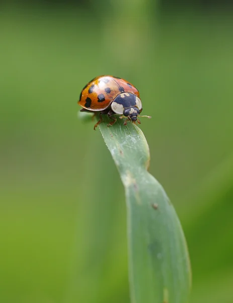 stock image Ladybird