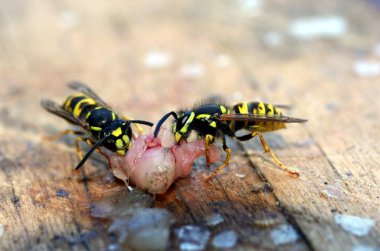 Voracious wasps clipart