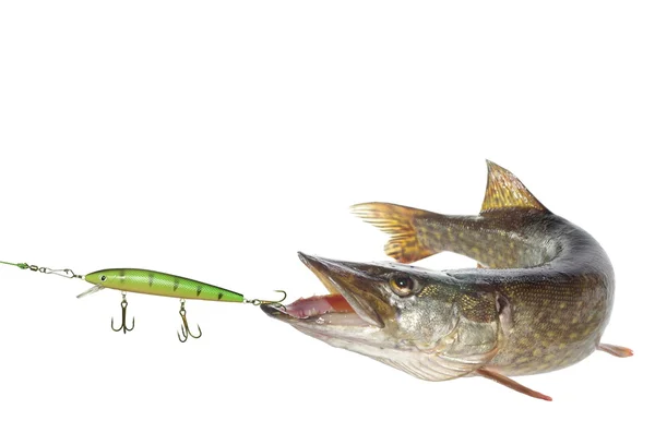 Pike and artificial bait — Stock Photo, Image