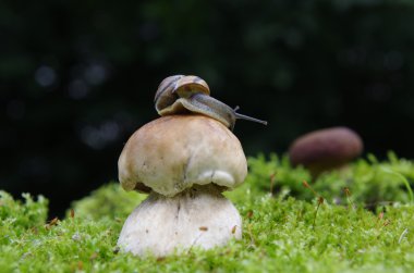 Boletus salyangoz ile