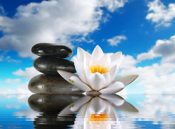 Stones and lily in water — Stock Photo, Image