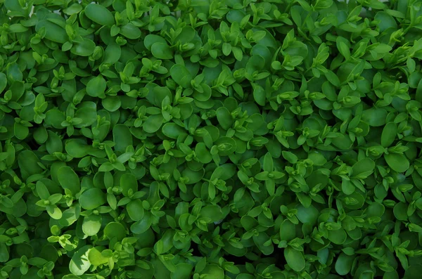 stock image Background from growing green flax