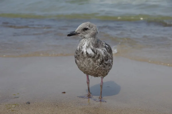 Mladí sea gull — Stock fotografie