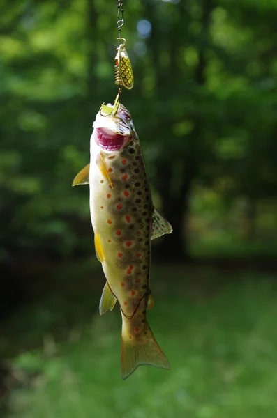 Stream trout pada pancing-batang — Stok Foto