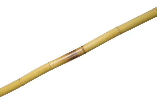 Een gele bamboe — Stockfoto