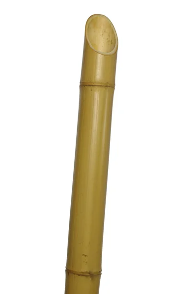 Um bambu amarelo — Fotografia de Stock