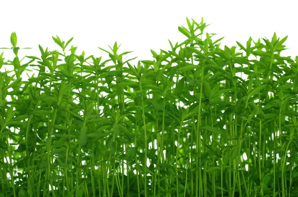 Linho verde crescente — Fotografia de Stock
