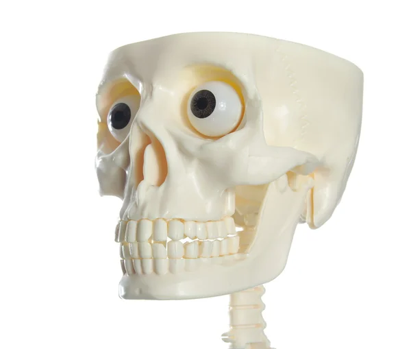 Menselijke schedel — Stockfoto