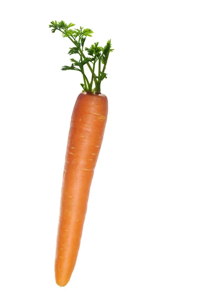 Crecimiento de zanahoria — Foto de Stock