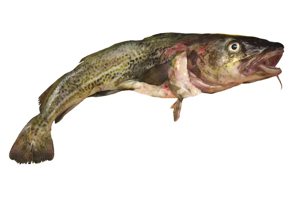 Codfish — Stock Photo, Image