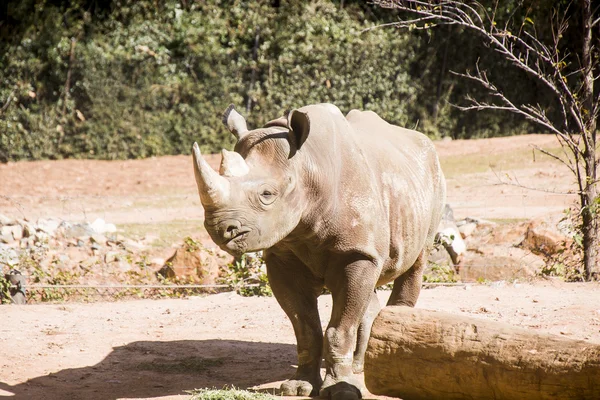 Rhino olhando para a direita — Fotografia de Stock