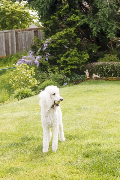 stock image White Poodle with Tennis Ball