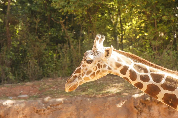 Giraffa testa e collo Guardando — Foto Stock