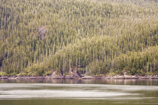Árboles de abeto en la vía navegable de Alaska — Foto de Stock