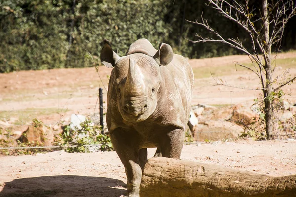 Rhinocerous em linha reta — Fotografia de Stock