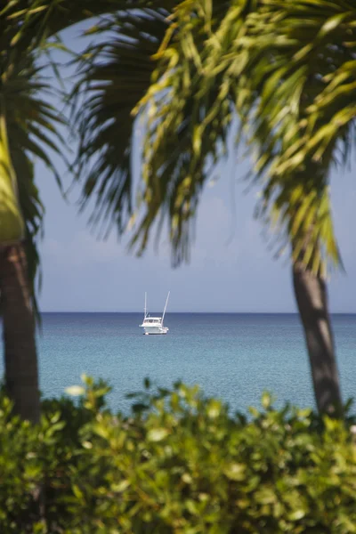 Yate blanco enmarcado por palmas verdes — Foto de Stock