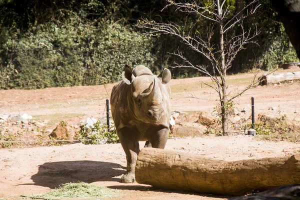 Rhino mirando a la izquierda por Log —  Fotos de Stock