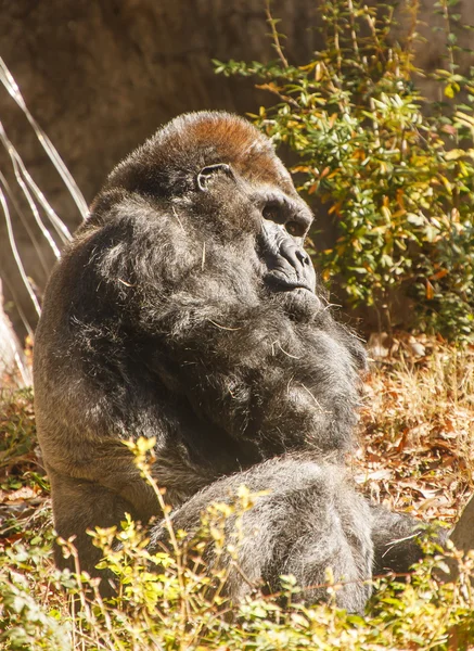 Gorilla มองด้านข้างที่กล้อง — ภาพถ่ายสต็อก