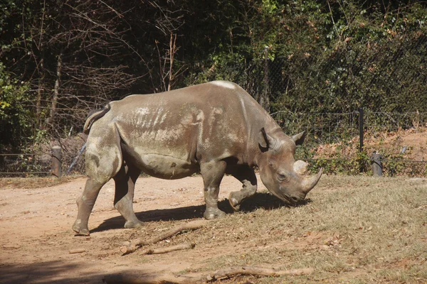 Rinocerontes pastando colina — Fotografia de Stock