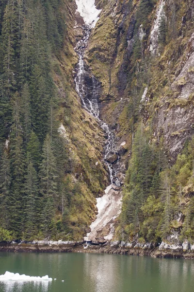 Bach fließt an Evergreens vorbei in eisigen Fjord — Stockfoto