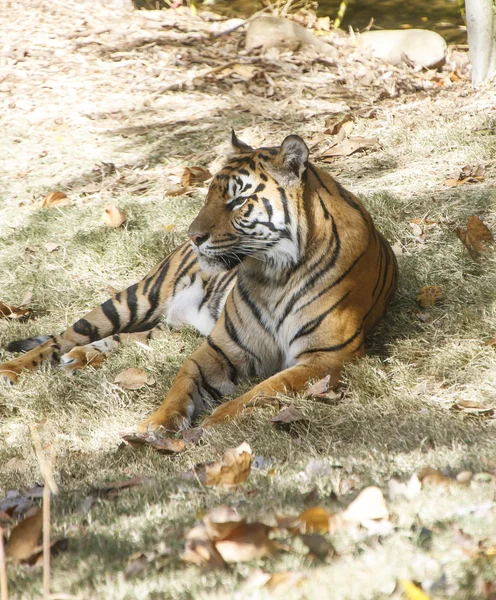 Tiger om i gräset — Stockfoto
