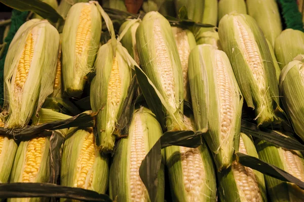 stock image Fresh White and Yellow Corn