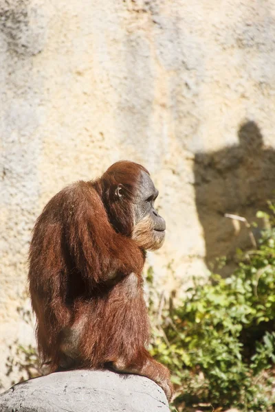 Orangutan na silhueta Rock — Fotografia de Stock