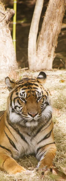 Bengal Tiger Resting — Stock Photo, Image