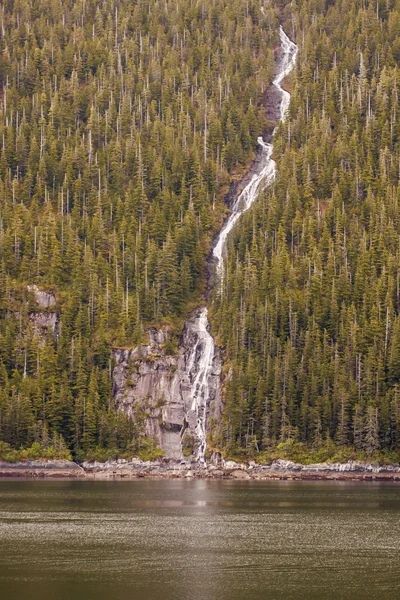 Floden streaming via evergreens — Stockfoto
